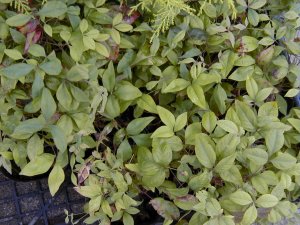 �I�^�t�N�i���e��