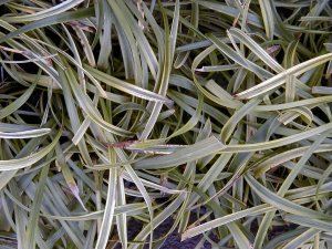 �t�C�����u����