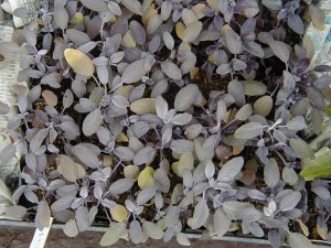 �p�[�v���Z�[�W