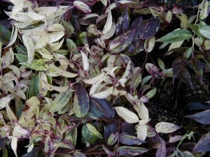 �Z�C���E�C���i���e�����C���{�[