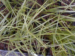 �Z�L�V���E