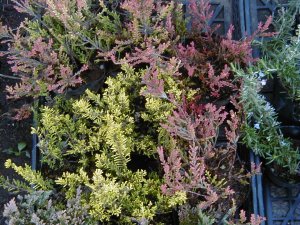 �G���J�J���[�i