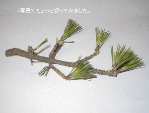 eda-3.gif